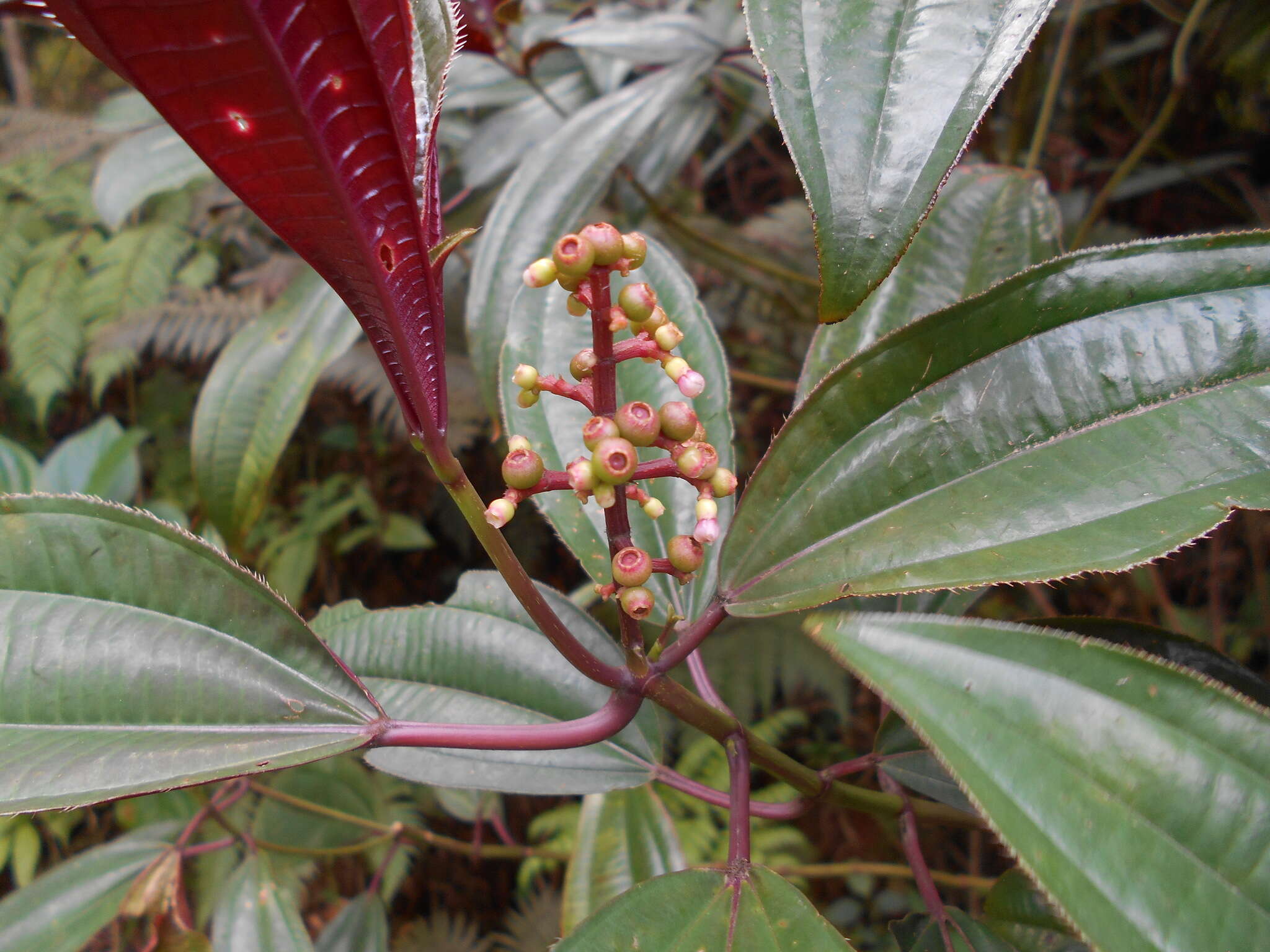 Miconia oinochrophylla Donn. Sm. resmi