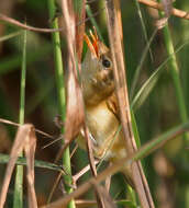 Acrocephalus concinens (Swinhoe 1870) resmi