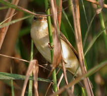 Acrocephalus concinens (Swinhoe 1870) resmi