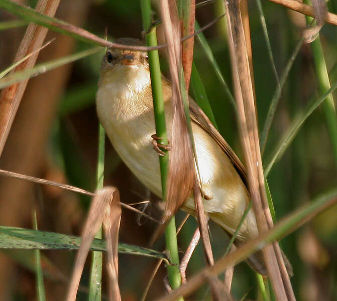 Acrocephalus concinens (Swinhoe 1870) resmi