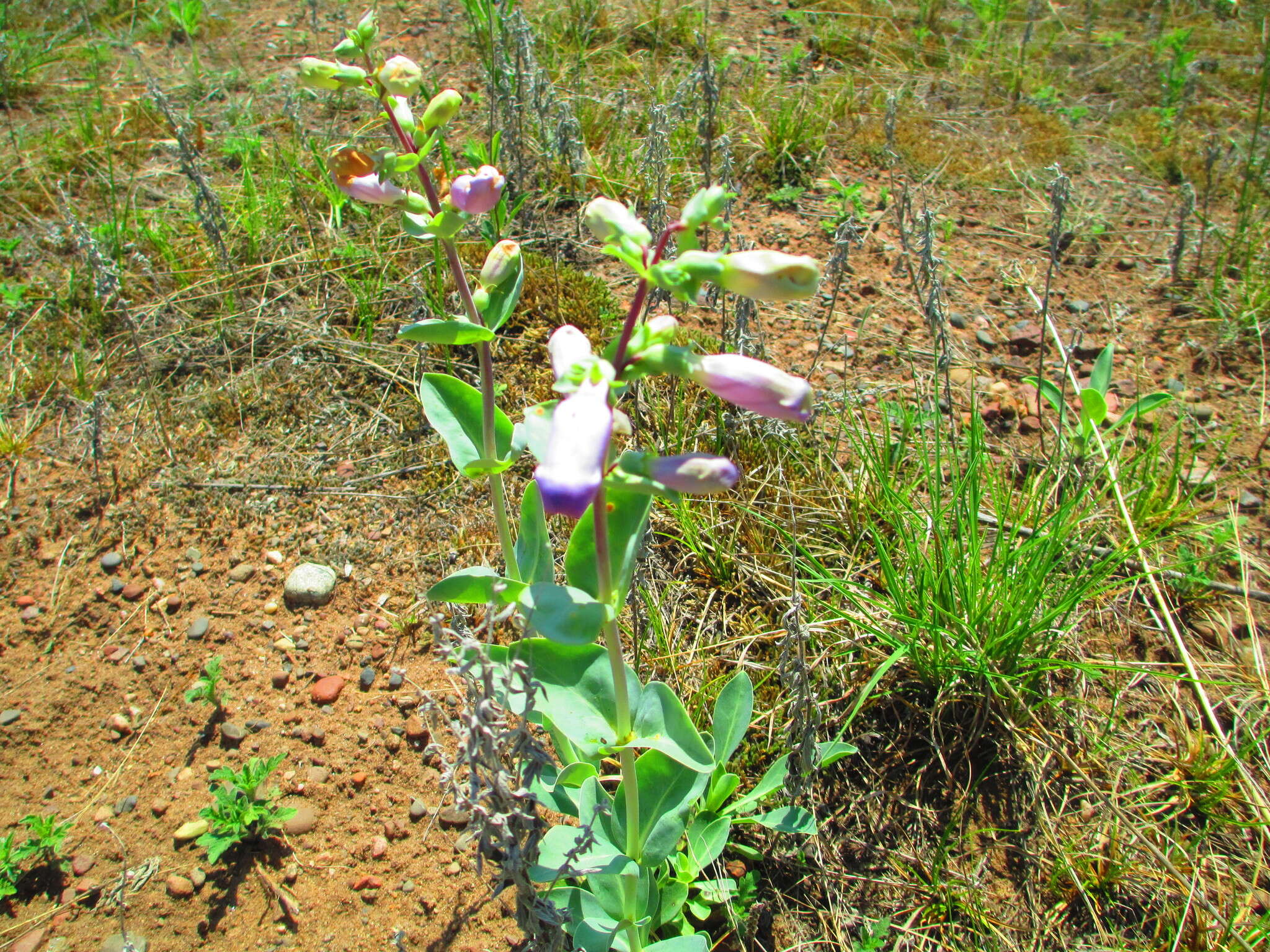 Image of large beardtongue