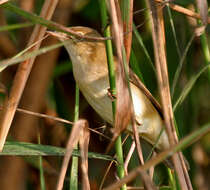 Acrocephalus concinens (Swinhoe 1870) resmi