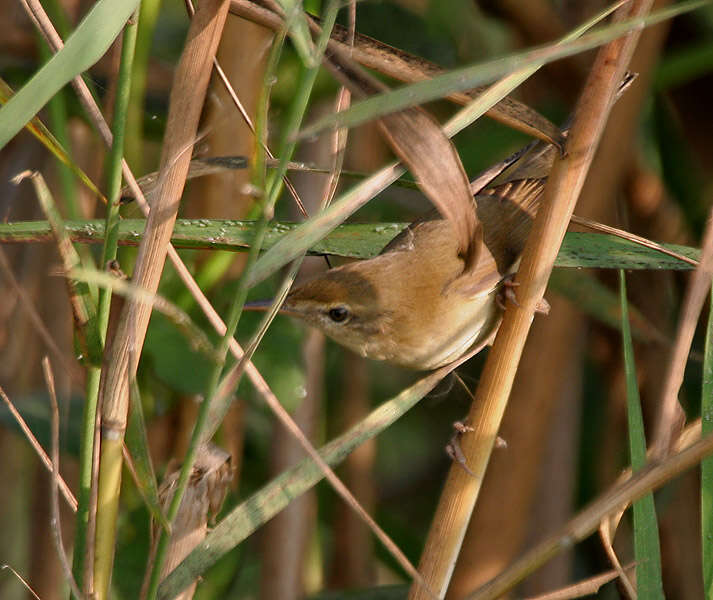 Acrocephalus concinens (Swinhoe 1870) resmi