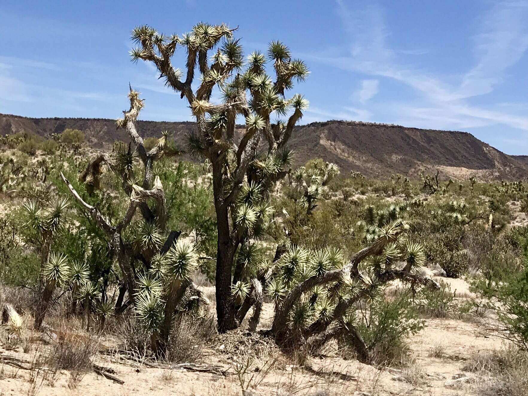 Image of Joshua tree