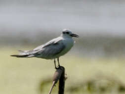 Image of Whiskered Tern