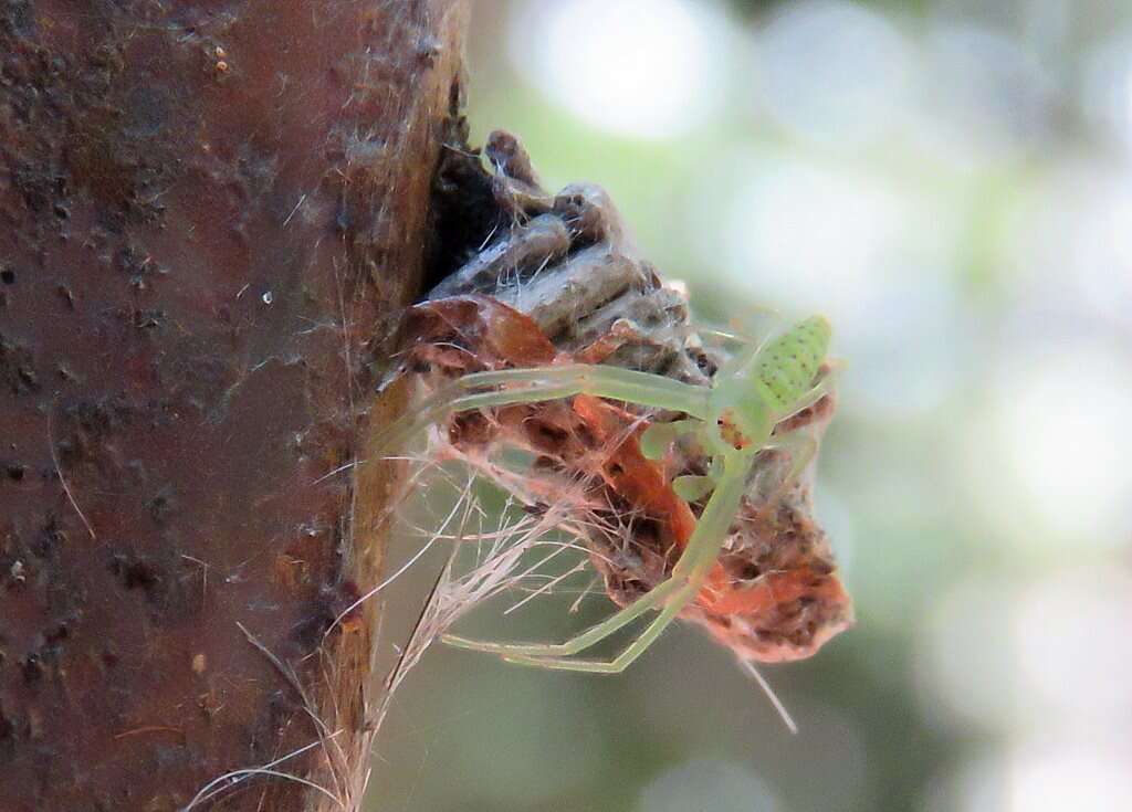 Sivun Cetratus rubropunctatus (Rainbow 1920) kuva