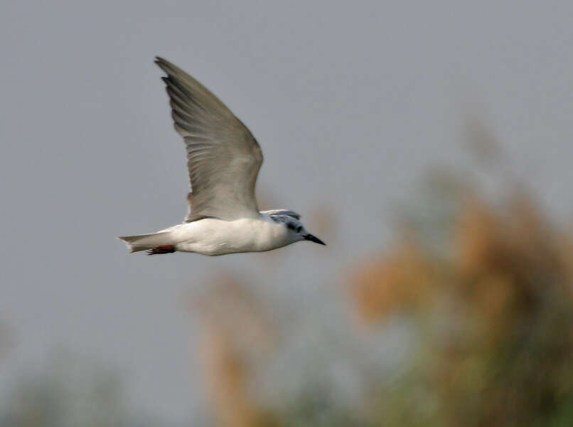 Image of Whiskered Tern