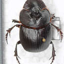 Image of Catharsius longiceps Gillet 1907