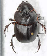 Image of Catharsius longiceps Gillet 1907