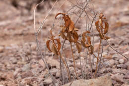 Sivun Croton pottsii (Klotzsch) Müll. Arg. kuva