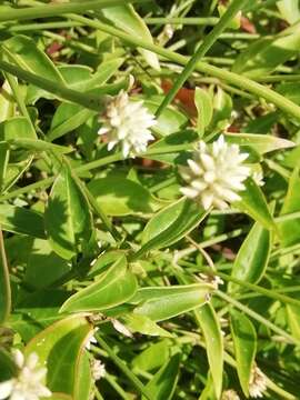 Image of yellow joyweed