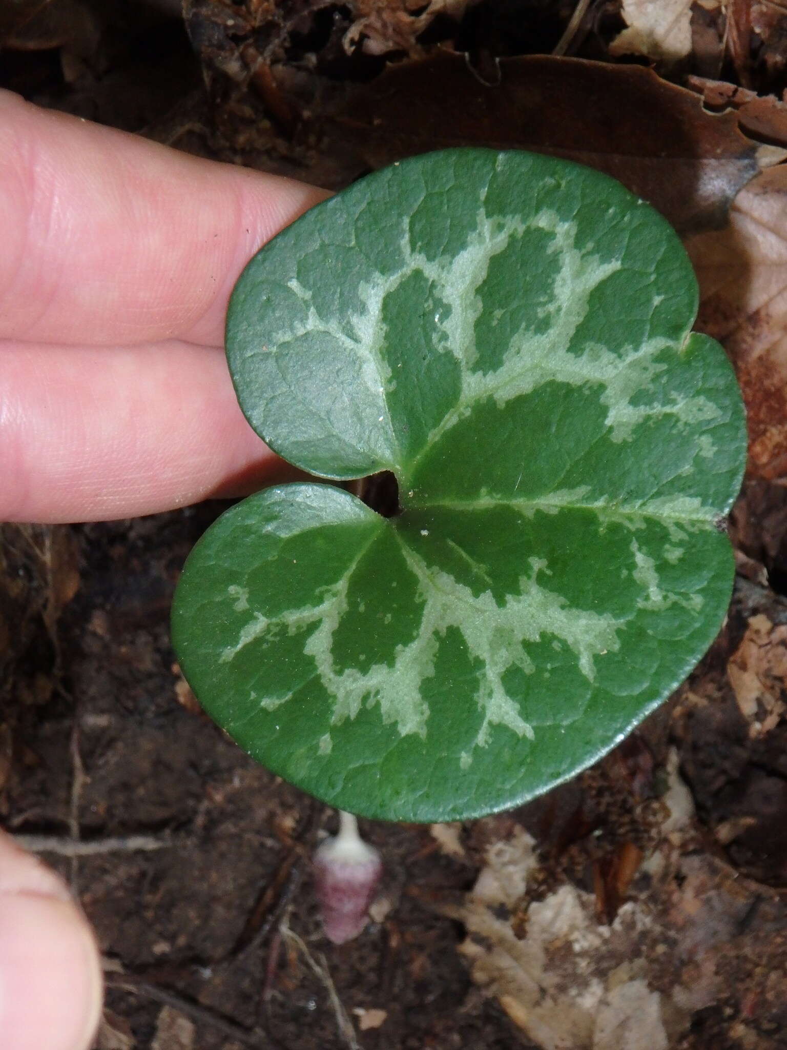 Image de Hexastylis virginica (L.) Small