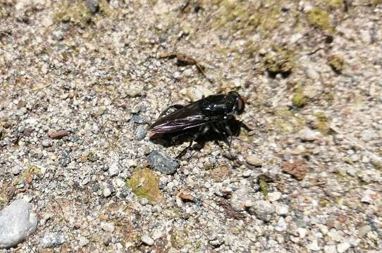 Слика од Sterphus coeruleus (Rondani 1863)