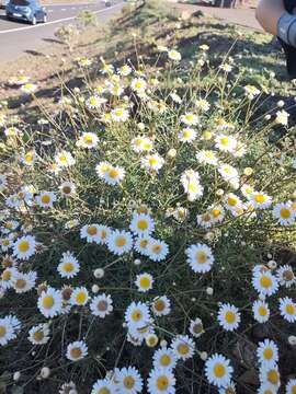 Image of Argyranthemum frutescens subsp. frutescens