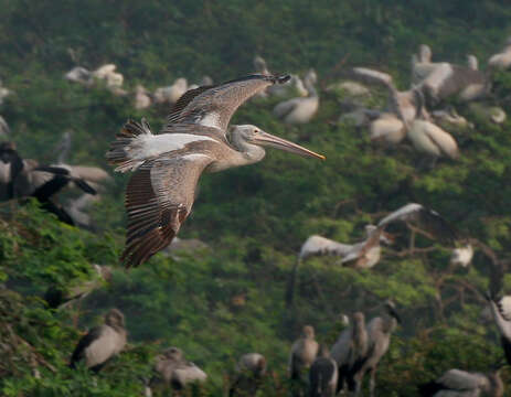 Image of Grey Pelican