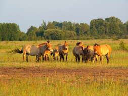 Image of Equus subgen. Equus Linnaeus 1758