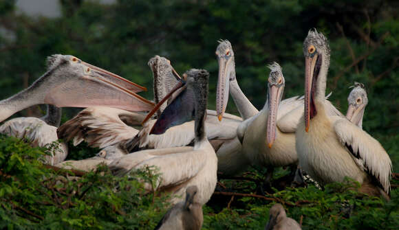 Image of Grey Pelican