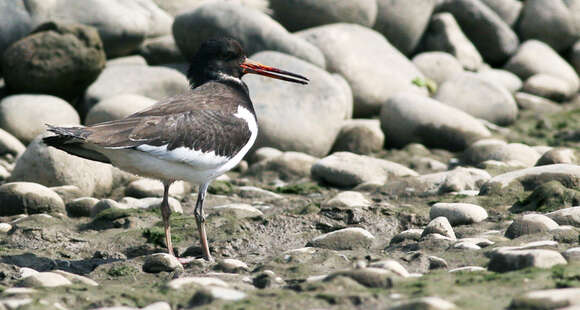 Image of oystercatcher, eurasian oystercatcher