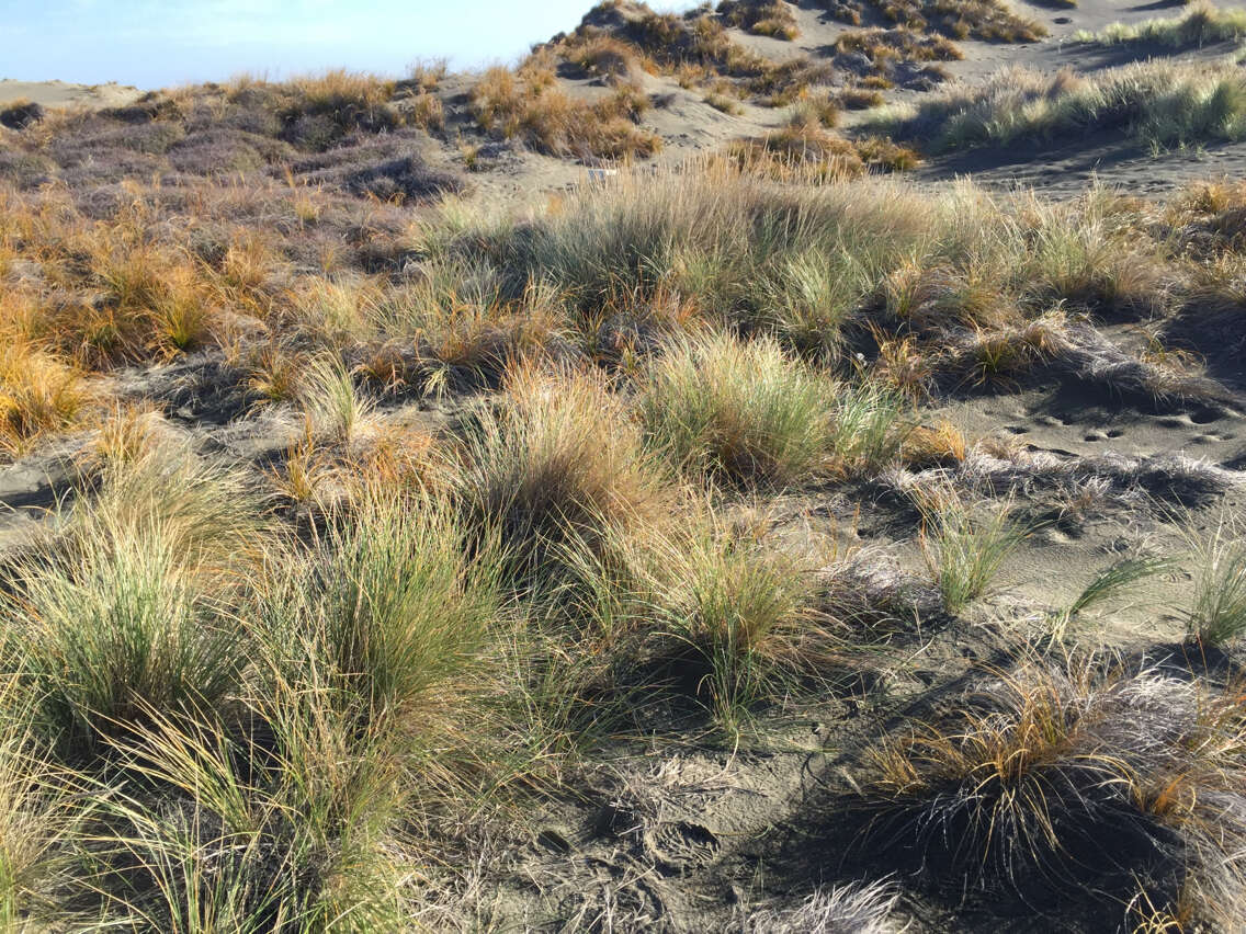 Image of European beachgrass