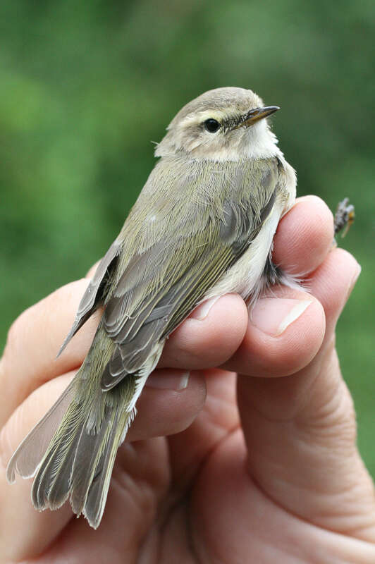 Image of Siberian Chiffchaff