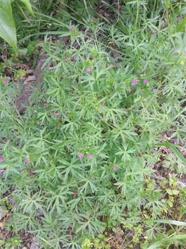 Image of cut-leaved cranesbill