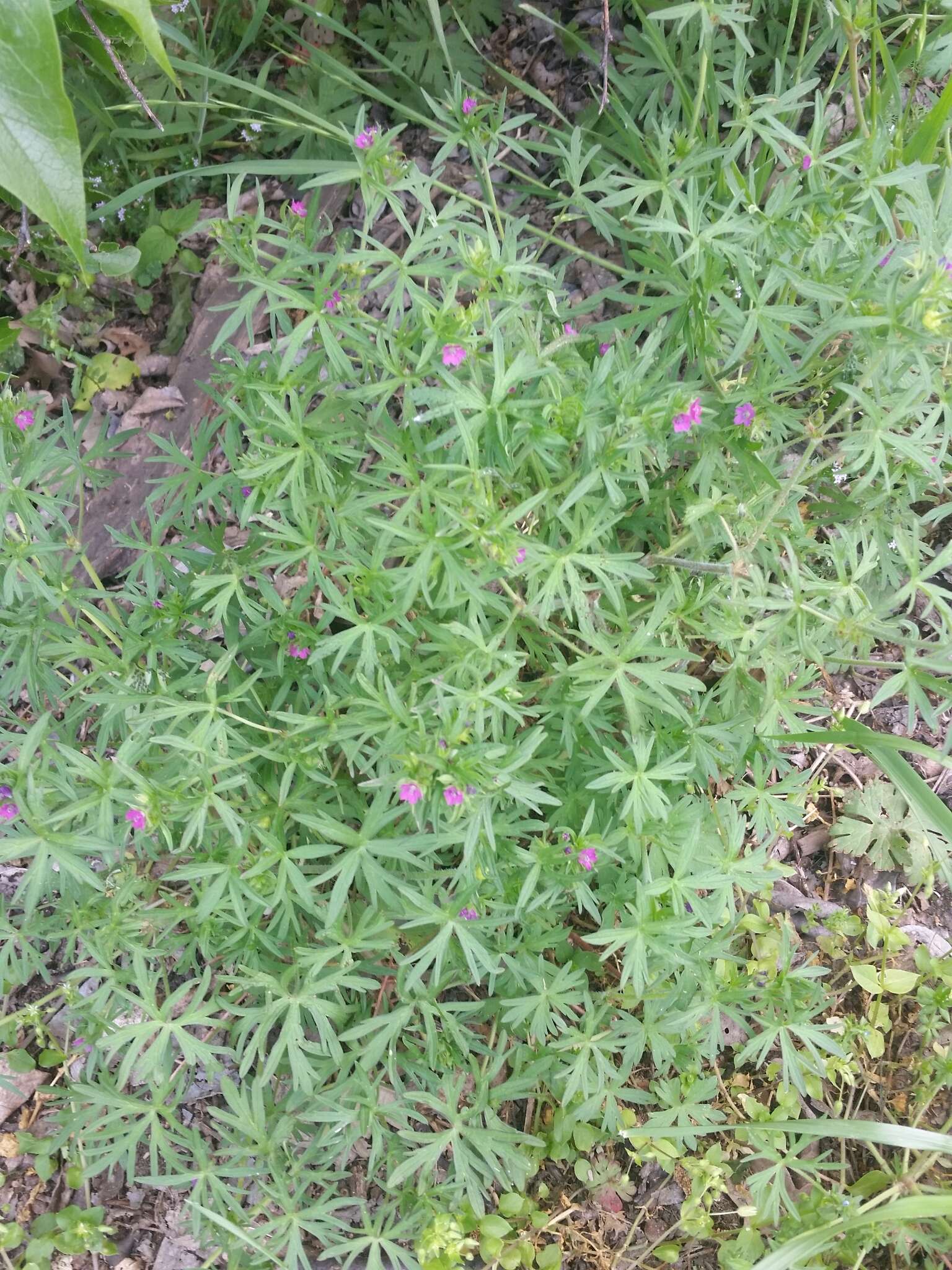 Plancia ëd Geranium dissectum L.