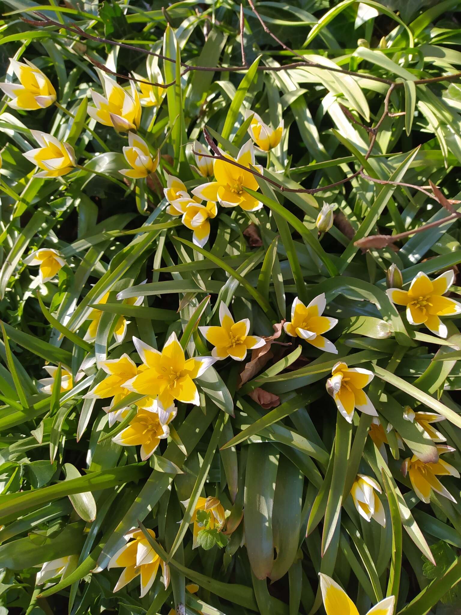 Image of Tulipa urumiensis Stapf