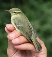 Image of Green Warbler