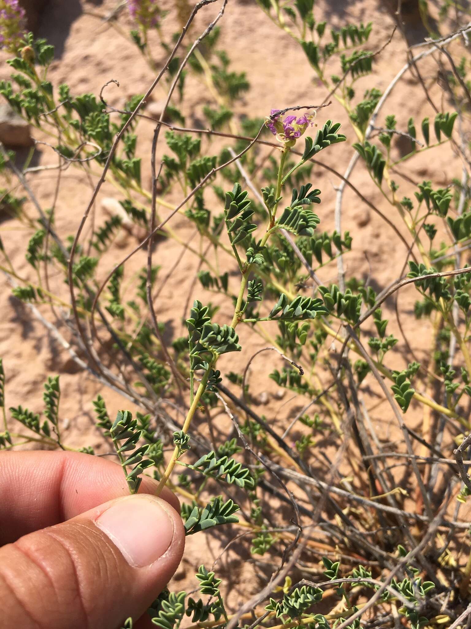 Image of Albuquerque prairie clover