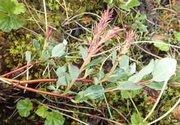 Image of Alaska bog willow