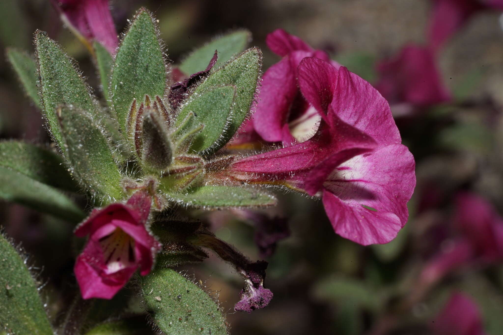 Image of sticky monkeyflower