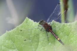 Image of Yellow-spotted Whiteface