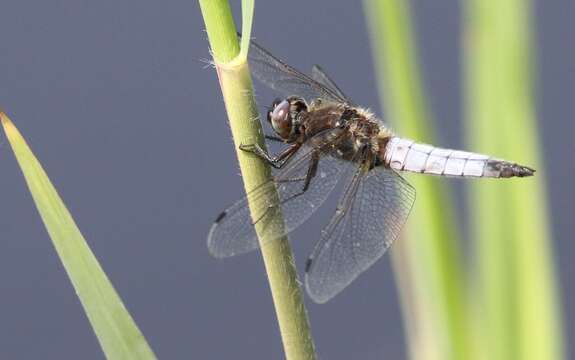 Image of Blue Chaser