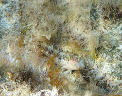 Image of Ringneck Blenny