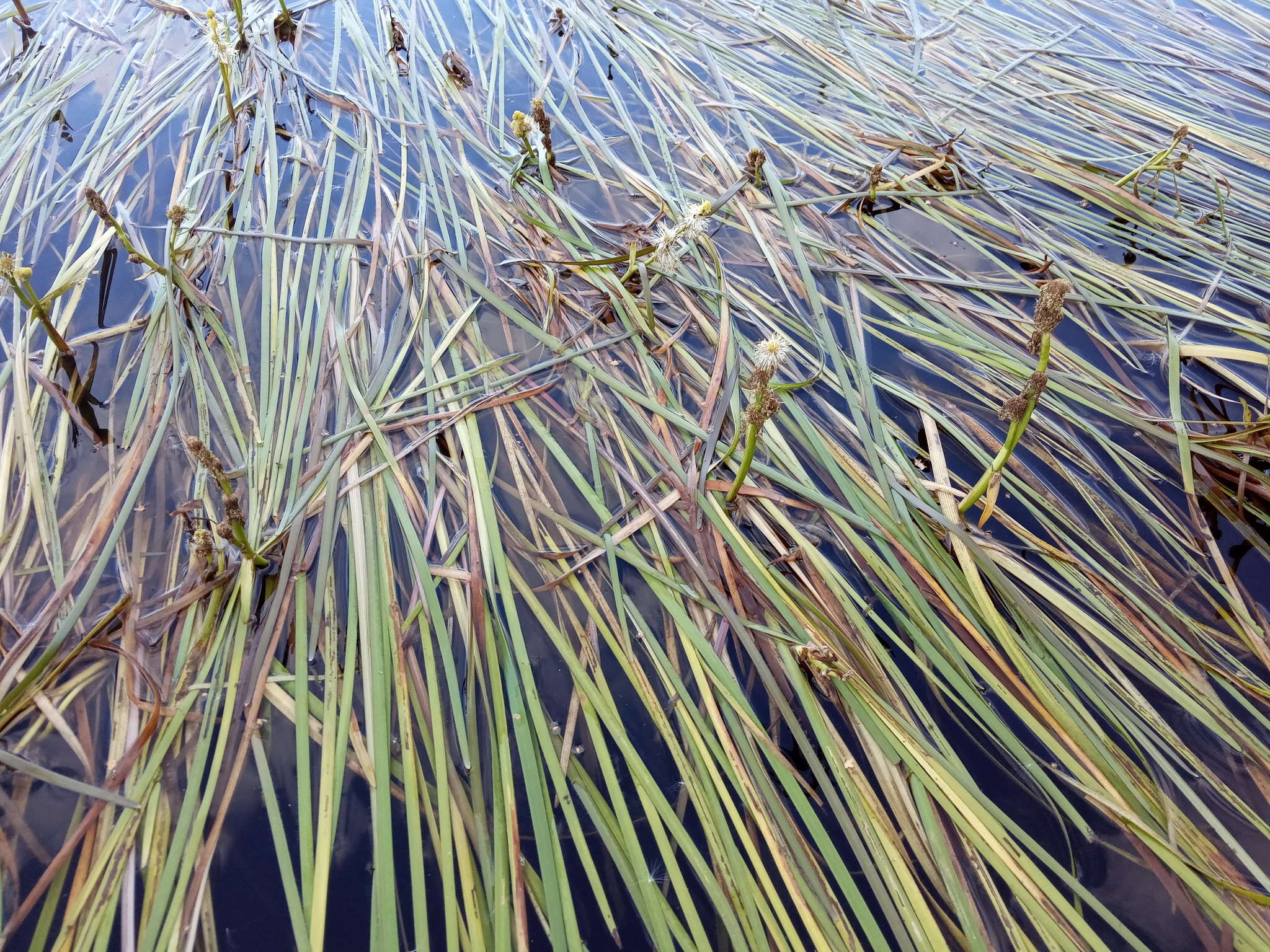 Image de Sparganium longifolium Turcz. ex Ledeb.