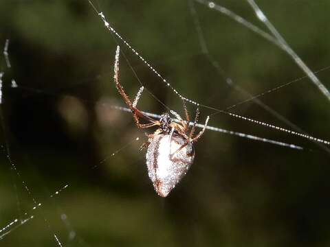 Image of Argyrodes antipodianus O. Pickard-Cambridge 1880