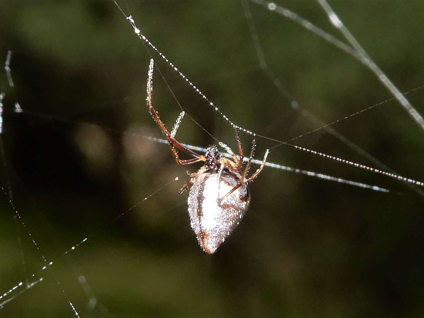 صورة Argyrodes antipodianus O. Pickard-Cambridge 1880