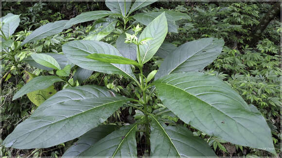 Image of Trichodesma calycosum Collett & Hemsl.