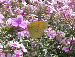 Image of Colias myrmidone (Esper 1781)