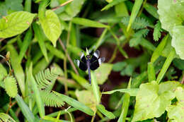 Image of Pied Paddy Skimmer