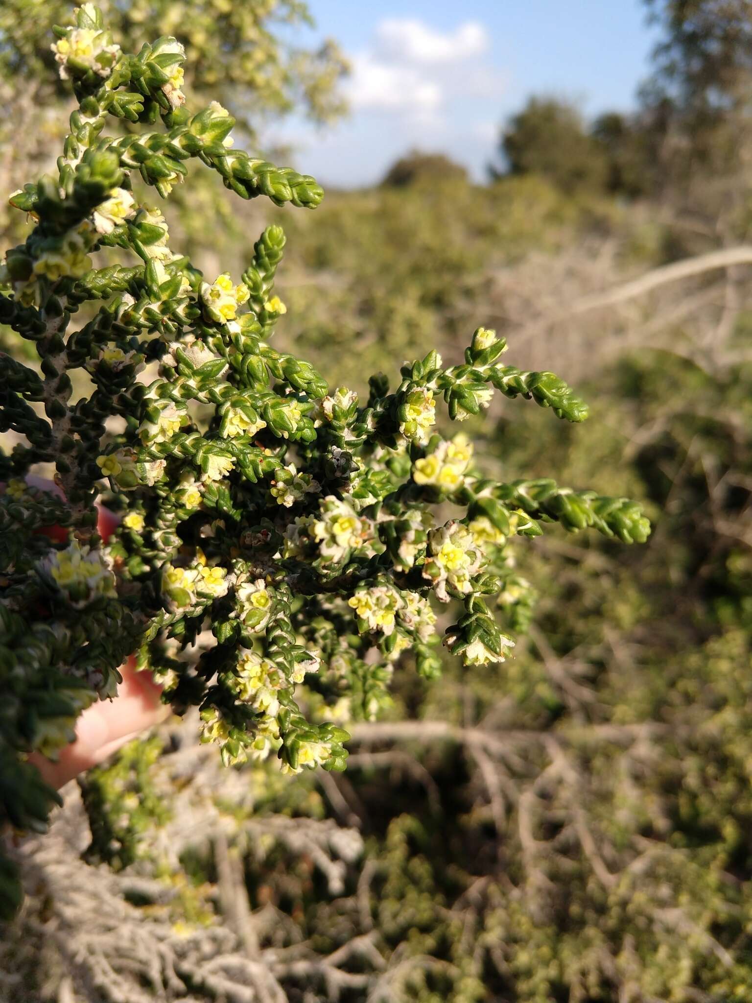 Image of Thymelaea hirsuta (L.) Endl.