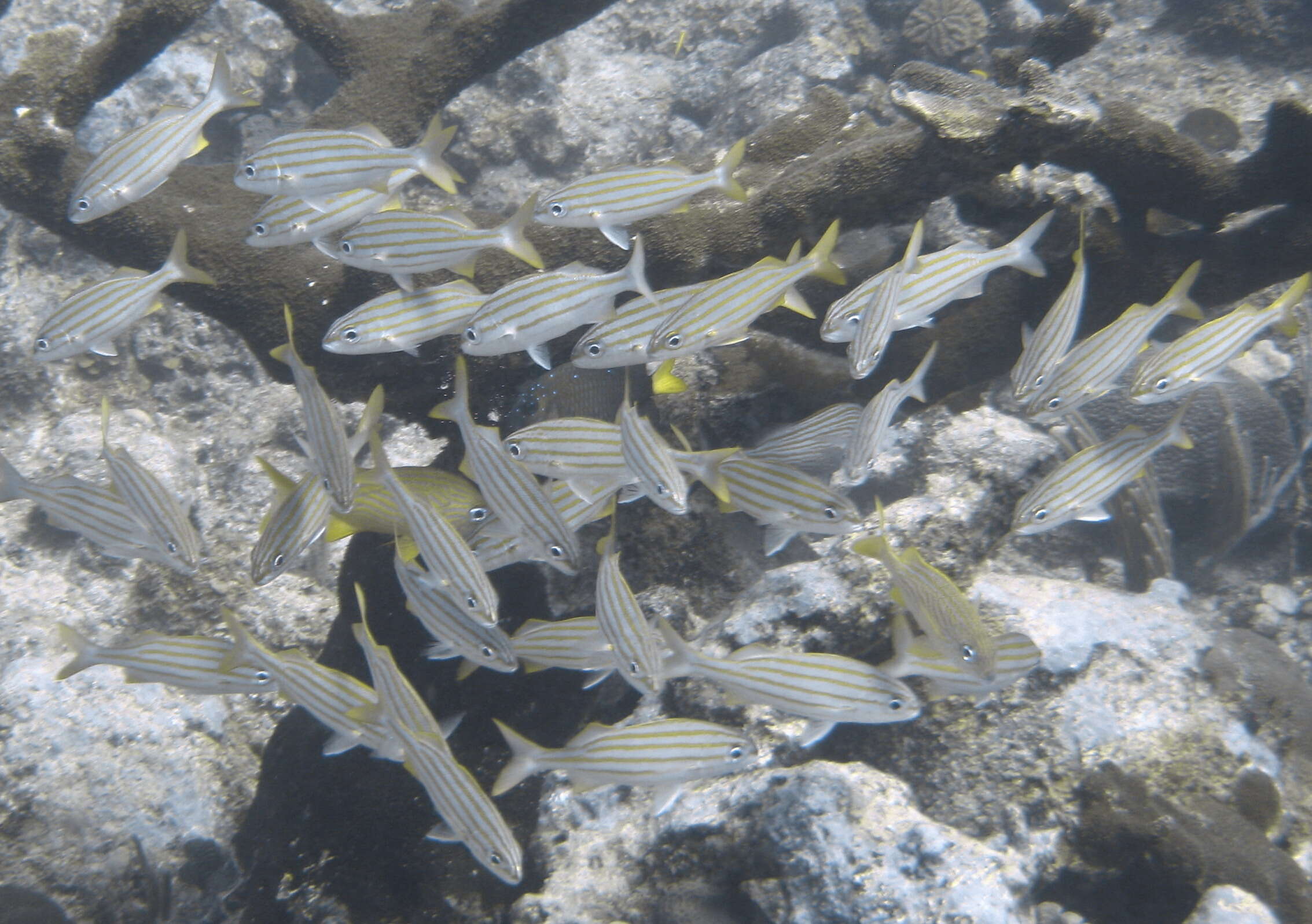 Image of Smallmouth Grunt