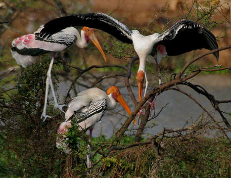 Image of Painted Stork