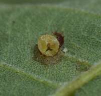 Image de Caryomyia striolacrustum Gagne 2008