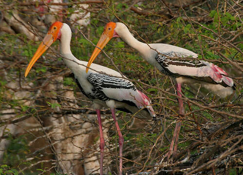 Image of Painted Stork