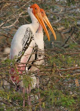 Image of Painted Stork