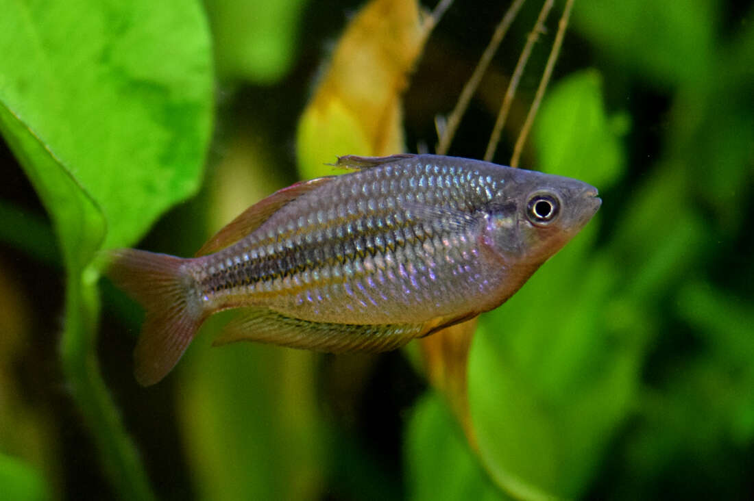 Image of Lake Eacham Rainbowfish