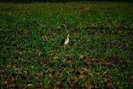 Image of Double-striped Thick-knee