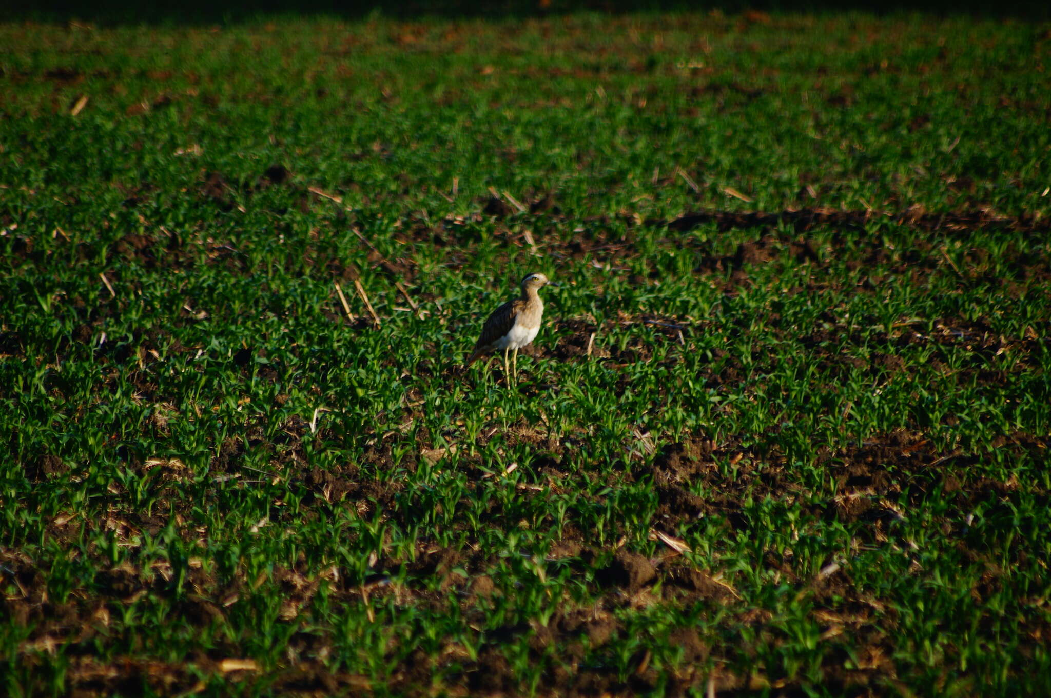 Image of Double-striped Thick-knee