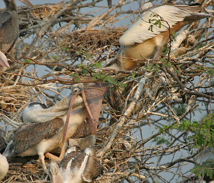 Image of Grey Pelican